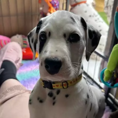 Dalmatian Dog For Sale in Dunfermline, Fife, Scotland