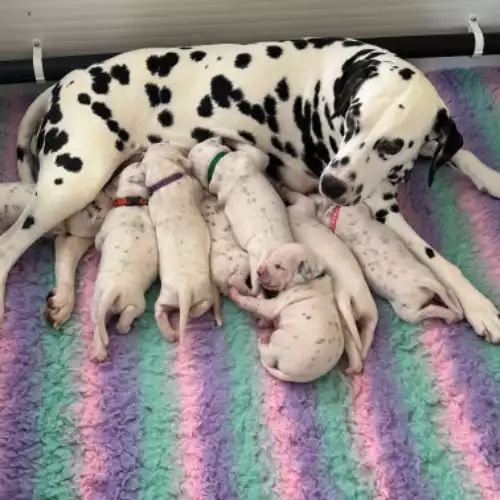 Dalmatian Dog For Sale in Dunfermline, Fife, Scotland