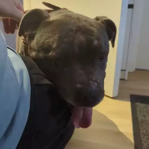 Staffordshire Bull Terrier Dog For Adoption in Horsham, West Sussex