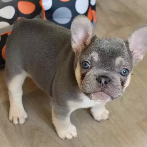 French Bulldog Dog For Sale in Craigavon, County Armagh, Northern Ireland