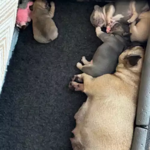 French Bulldog Dog For Sale in Craigavon, County Armagh, Northern Ireland