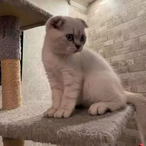 Scottish Fold Cat For Sale in Wellingborough, Northamptonshire, England