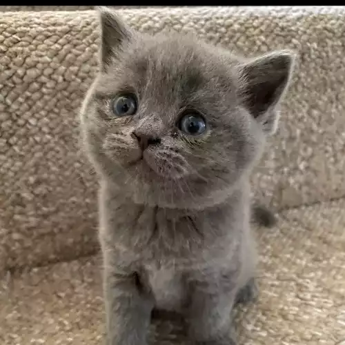 Scottish Fold Cat For Sale in Wellingborough, Northamptonshire, England