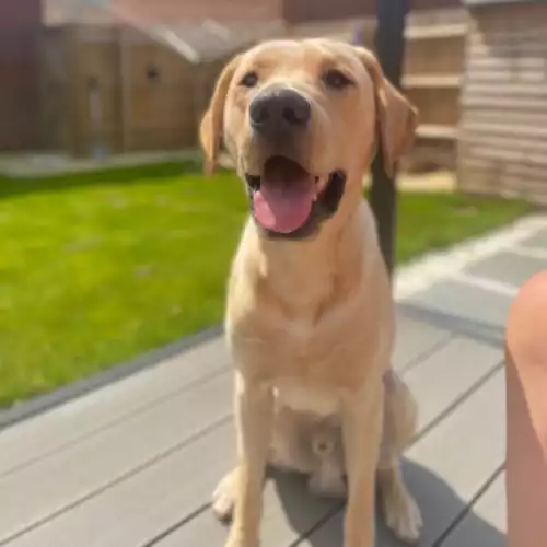 Labrador Retriever Dog For Stud in Stotfold, Bedfordshire, England