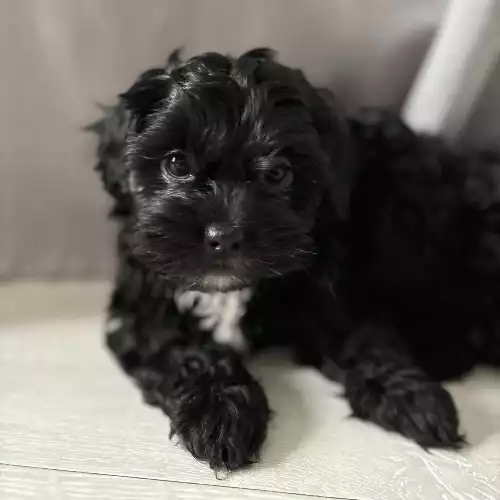 Shihpoo Dog For Sale in Dunstable, Bedfordshire, England