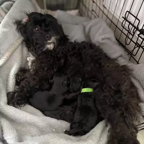 Shihpoo Dog For Sale in Dunstable, Bedfordshire, England