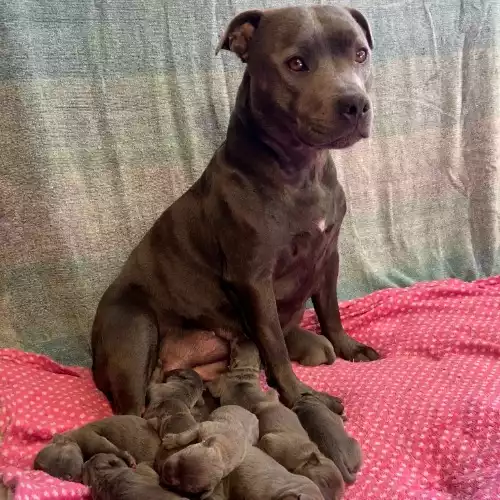 Staffordshire Bull Terrier Dog For Sale in Lisburn, County Down, Northern Ireland