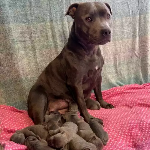 Staffordshire Bull Terrier Dog For Sale in Lisburn, County Down, Northern Ireland