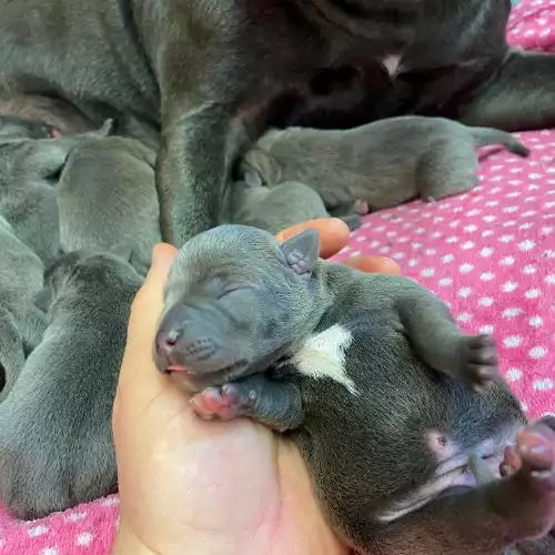 Staffordshire Bull Terrier Dog For Sale in Lisburn