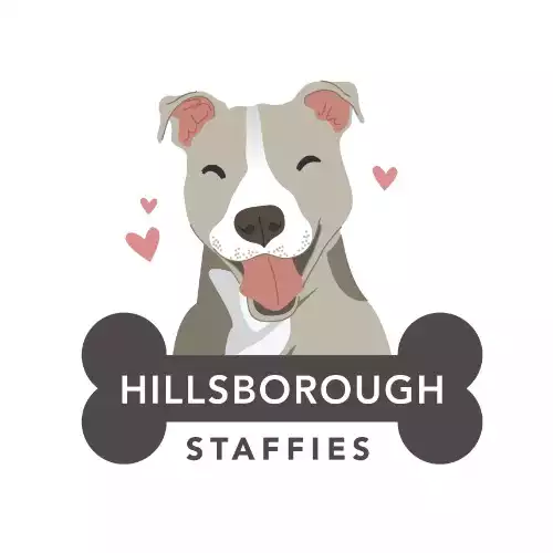 Staffordshire Bull Terrier Dog For Sale in Lisburn