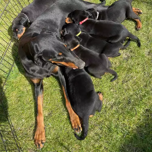 Dobermann Dog For Sale in Barnsley, South Yorkshire, England