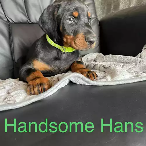 Dobermann Dog For Sale in Barnsley