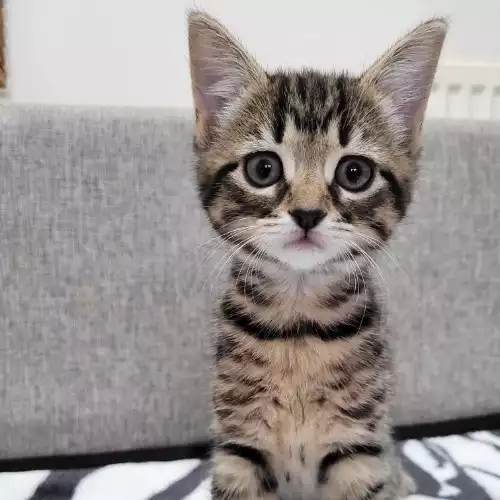 Domestic Shorthair Cat For Sale in Peterborough, Cambridgeshire, England