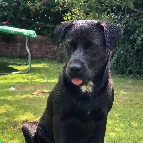 Rottweiler Dog For Adoption in Southport, Merseyside