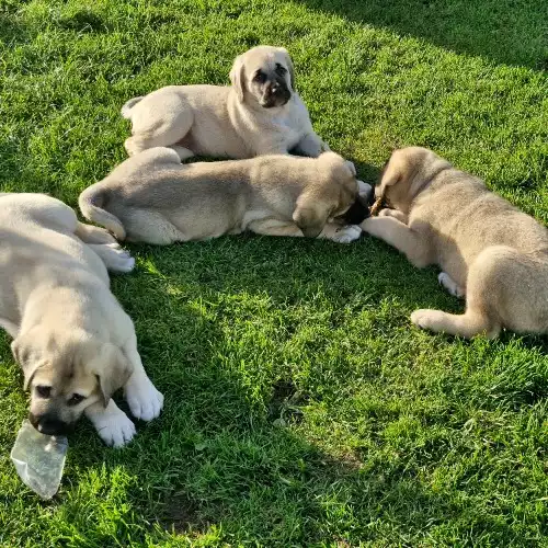 Anatolian Shepherd Dog For Sale in Boston, Lincolnshire