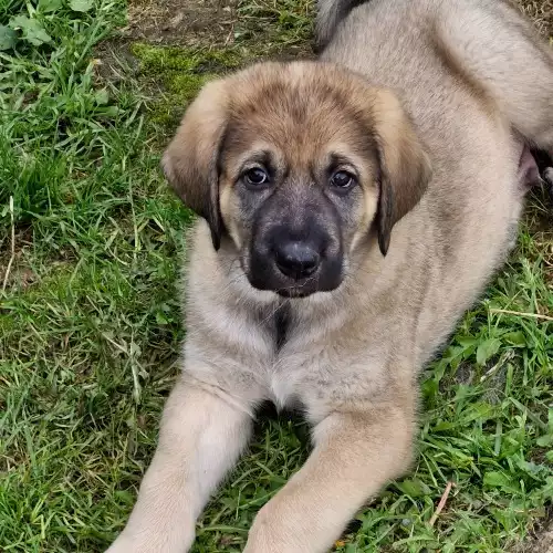 Anatolian Shepherd Dog For Sale in Boston, Lincolnshire