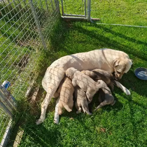 Anatolian Shepherd Dog For Sale in Boston, Lincolnshire