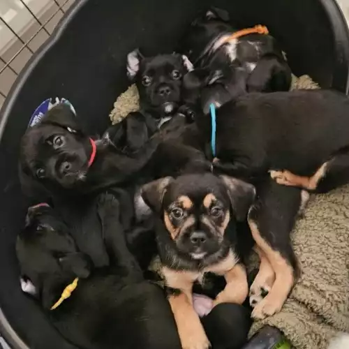 French Bulldog Dog For Sale in Hastings, East Sussex