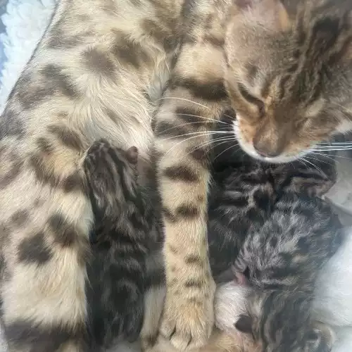 Bengal Cat For Sale in Lower Darwen, Lancashire, England