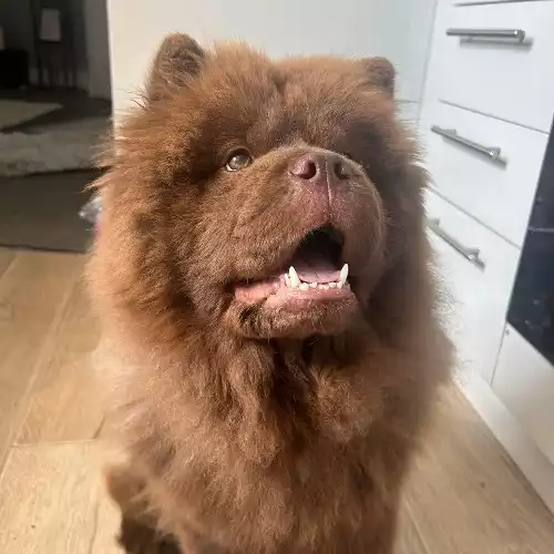 Chow Chow Dog For Stud in South Shields, Tyne and Wear, England