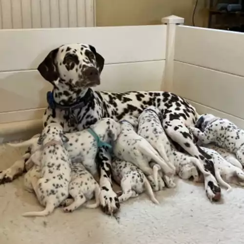 Dalmatian Dog For Sale in Newton Abbot, Devon, England