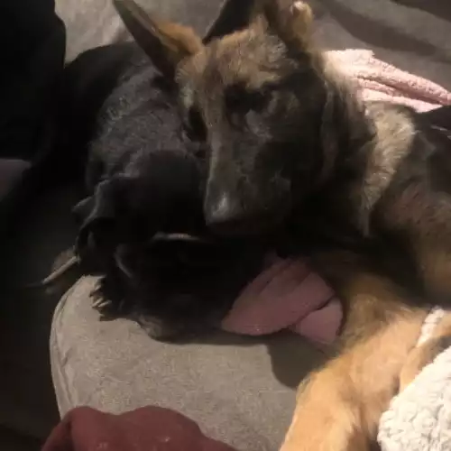 German Shepherd Dog For Adoption in Kidderminster, Worcestershire