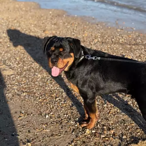 Rottweiler Dog For Adoption in Manningtree, Essex