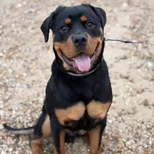 Rottweiler Dog For Adoption in Manningtree, Essex