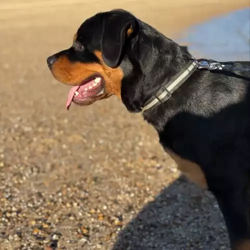 Rottweiler Dog For Adoption in Manningtree, Essex