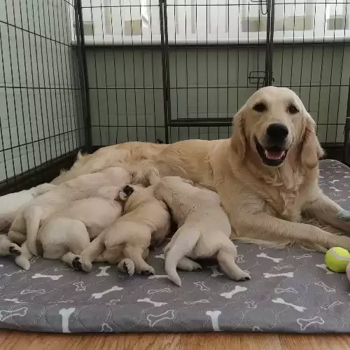 Golden Retriever Dog For Adoption in Harleston, Norfolk, England