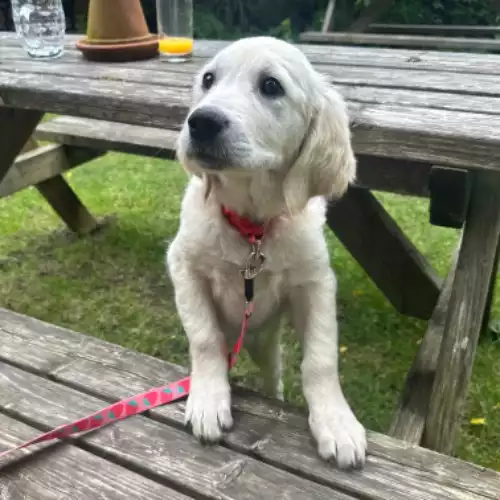 Golden Retriever Dog For Adoption in Harleston, Norfolk, England