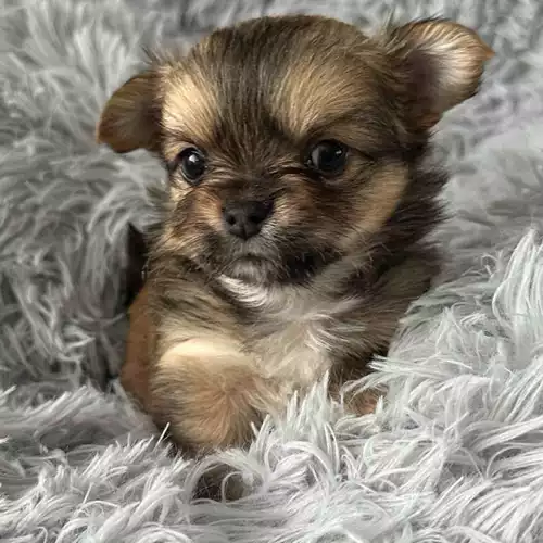 Chihuahua Dog For Sale in South Shields, Tyne and Wear