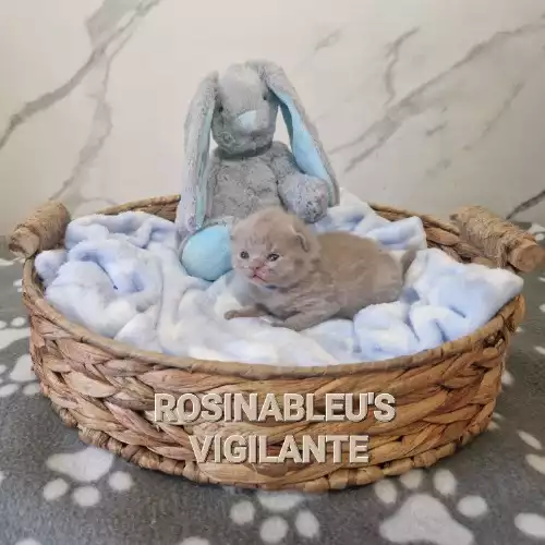 British Shorthair Cat For Sale in Salisbury