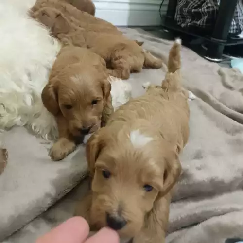 Cockapoo Dog For Sale in Burton on the Wolds, Leicestershire