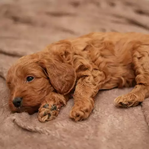 Cockapoo Dog For Sale in Burton on the Wolds, Leicestershire