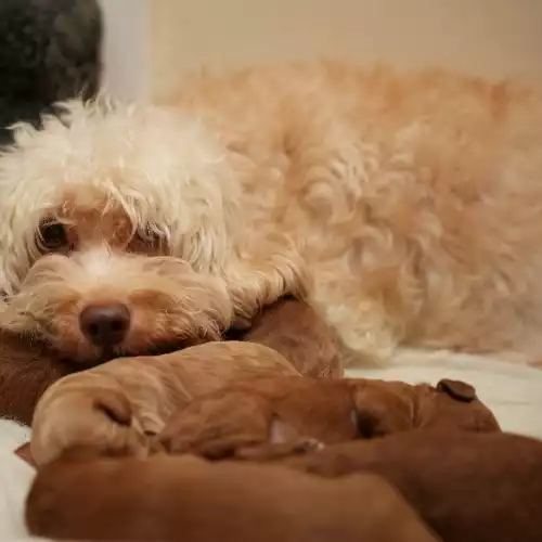 Cockapoo Dog For Sale in Burton on the Wolds, Leicestershire