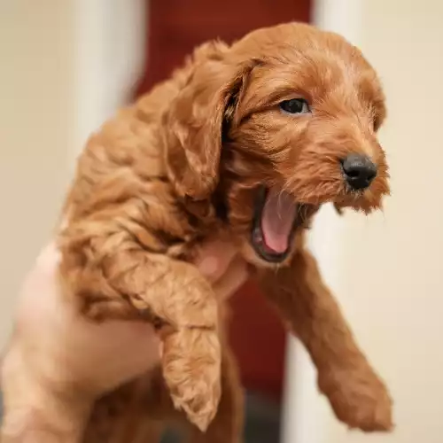 Cockapoo Dog For Sale in Burton on the Wolds, Leicestershire