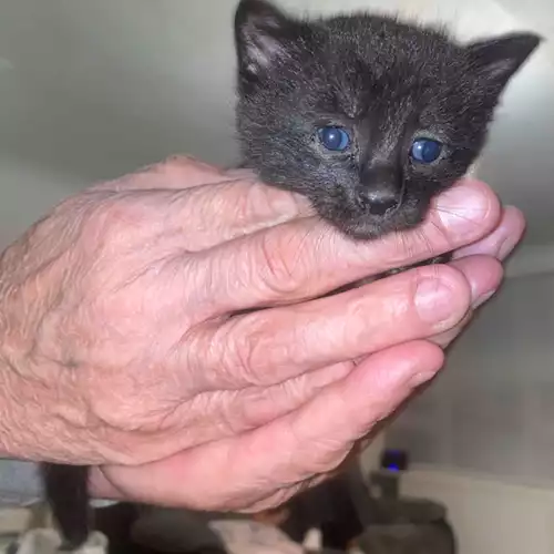 British Shorthair Cat For Sale in Canterbury