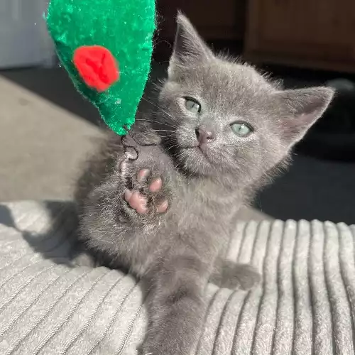 Russian Blue Cat For Sale in Dewsbury Moor, West Yorkshire, England