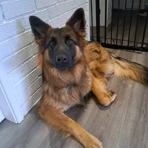 German Shepherd Dog For Sale in Welshpool / Y Trallwng, Powys