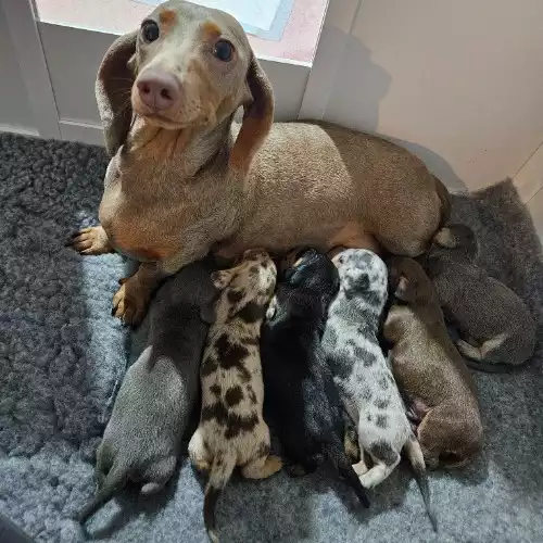 Miniature Dachshund Dog For Sale in Crewkerne, Somerset