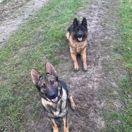 German Shepherd Dog For Sale in Hemel Hempstead, Hertfordshire