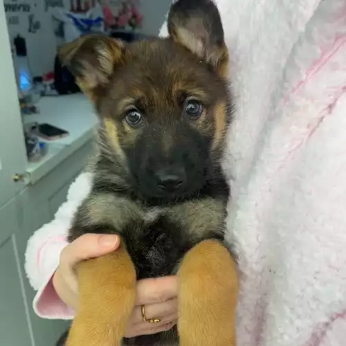 German Shepherd Dog For Sale in Hemel Hempstead, Hertfordshire