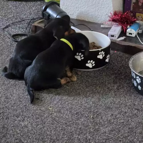 Dachshund Dog For Sale in Wigan, Greater Manchester