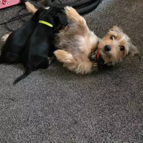 Dachshund Dog For Sale in Wigan, Greater Manchester