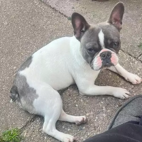 French Bulldog Dog For Stud in Burton upon Trent, Staffordshire