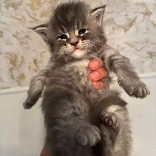 Maine Coon Cat For Sale in Bradford