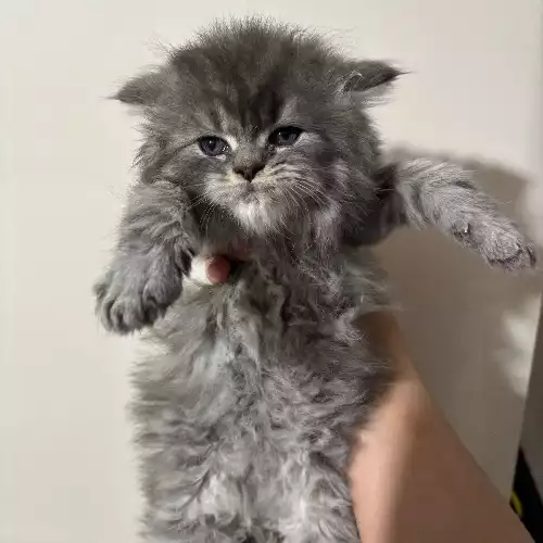 Maine Coon Cat For Sale in Bradford