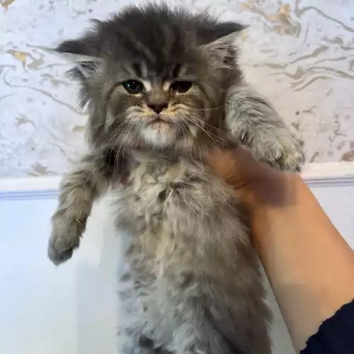 Maine Coon Cat For Sale in Bradford