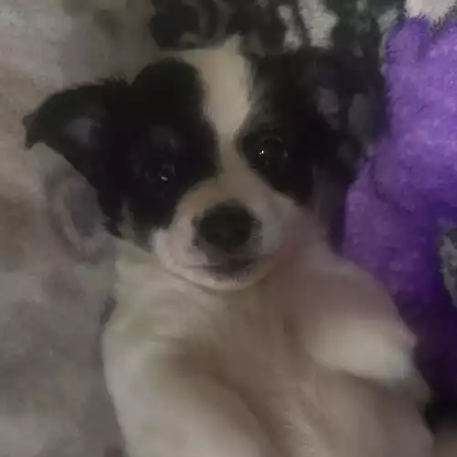 Chihuahua Dog For Sale in Waltham Cross, Hertfordshire